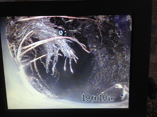 Sewer line with roots